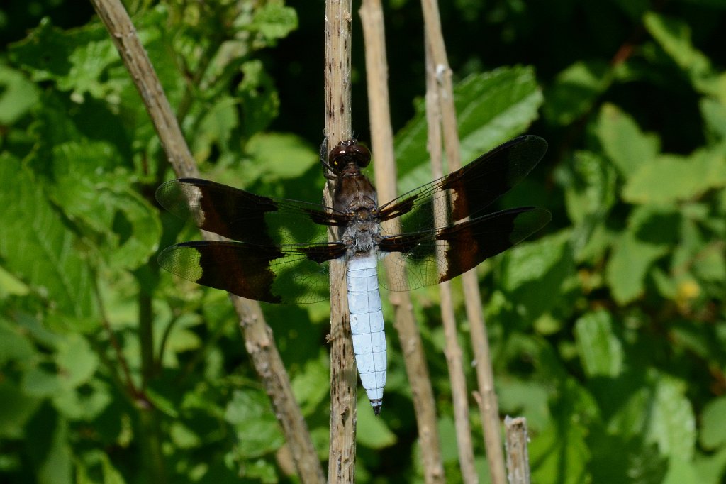 033 2017-07068210 Broad Meadow Brook, MA.JPG - Common Whitetail Dragonfly (Libellula (Plathemis) lydia).  Broad Meadow Brook WIldlife Sanctuary, MA, 7-6-2017